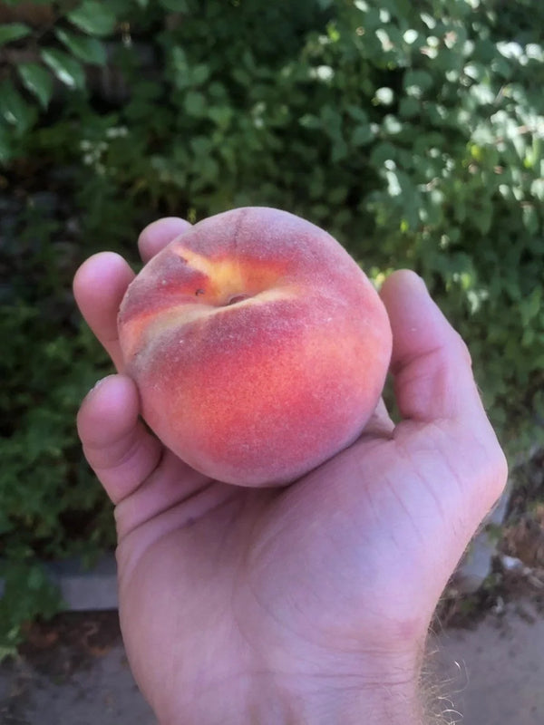Contender Peach