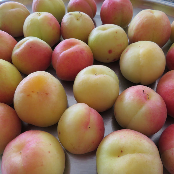 Representative photo of pale, blushed apricots, not Corbett itself