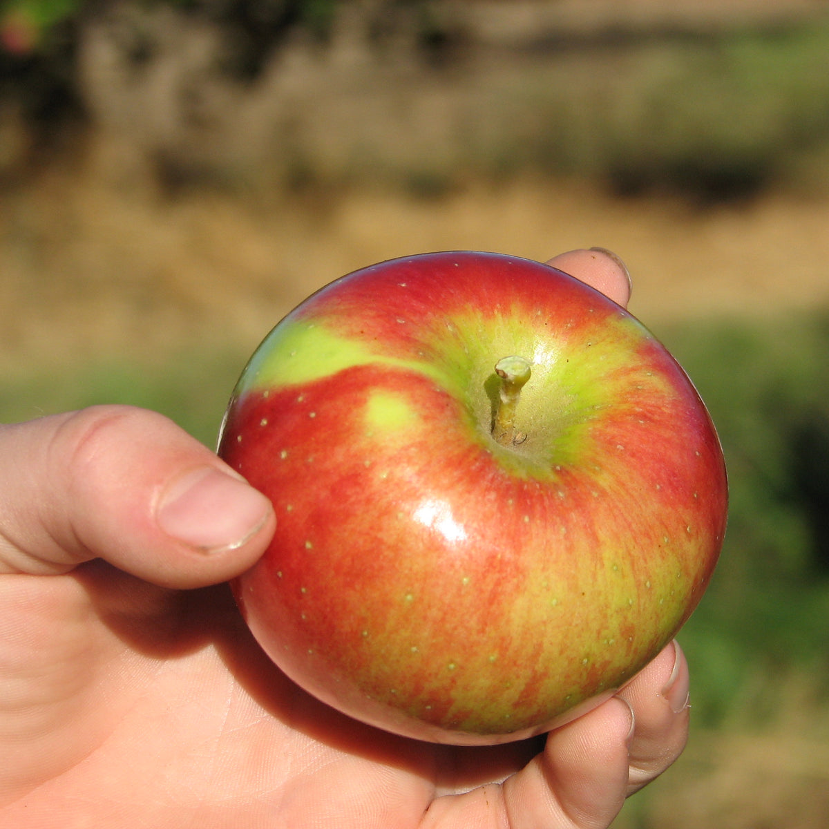 Cortland Apple (Spring 2027)