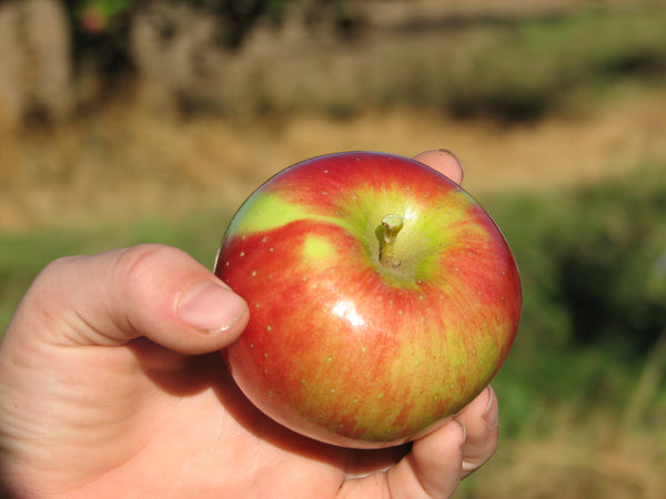 Cortland Apple (Spring 2027)