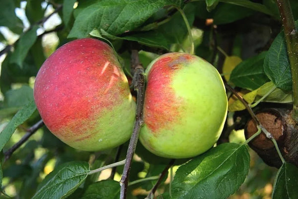Cortland Apple