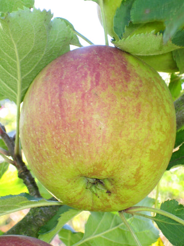 A Cox's Orange Pippin apple ripening on the tree