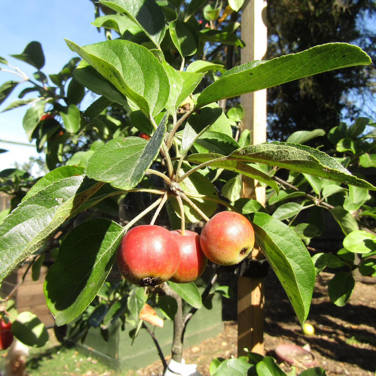 Trail Crabapple (Spring 2027)