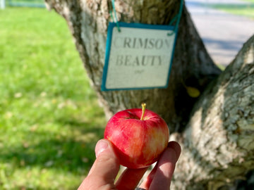 A Crimson Beauty apple held beside its orchard label
