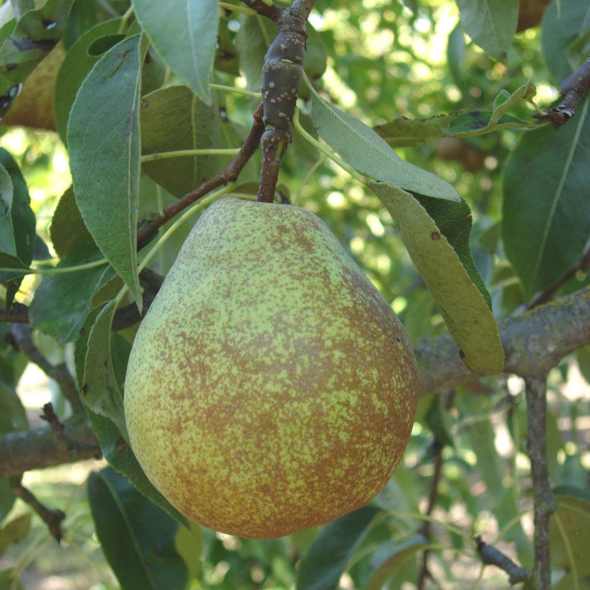 Dana Hovey Pear (Spring 2027)