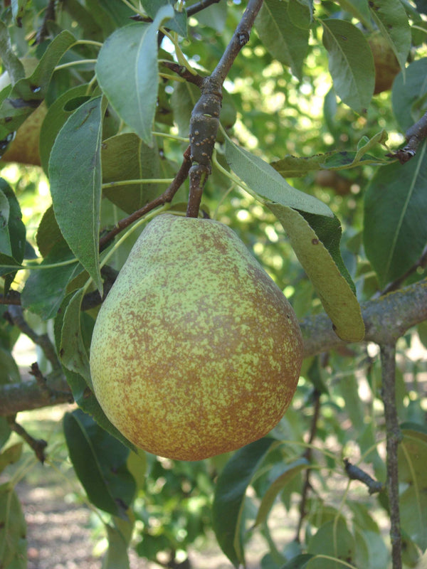 Dana Hovey Pear (Spring 2027)