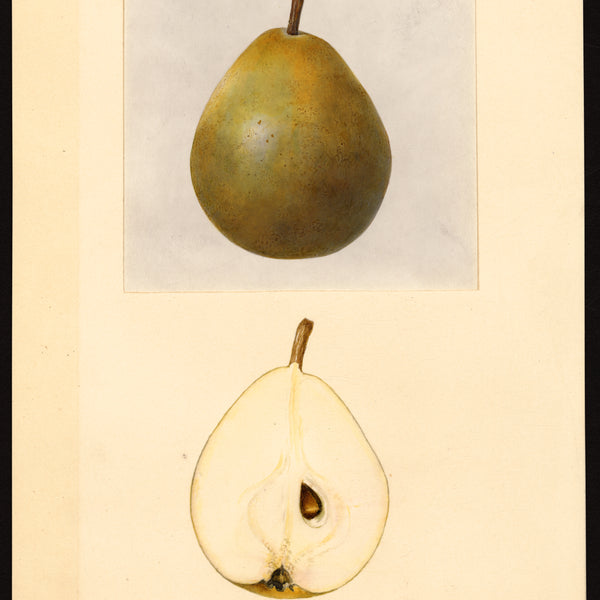 Historic USDA watercolor of the Dana Hovey pear, whole and cut