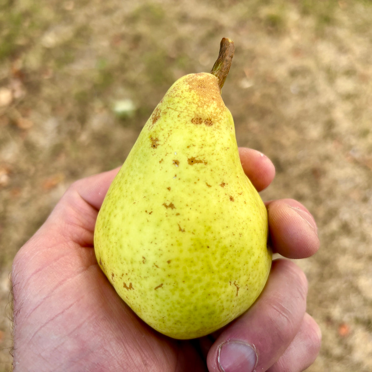 D'Anjou Pear (Spring 2027)