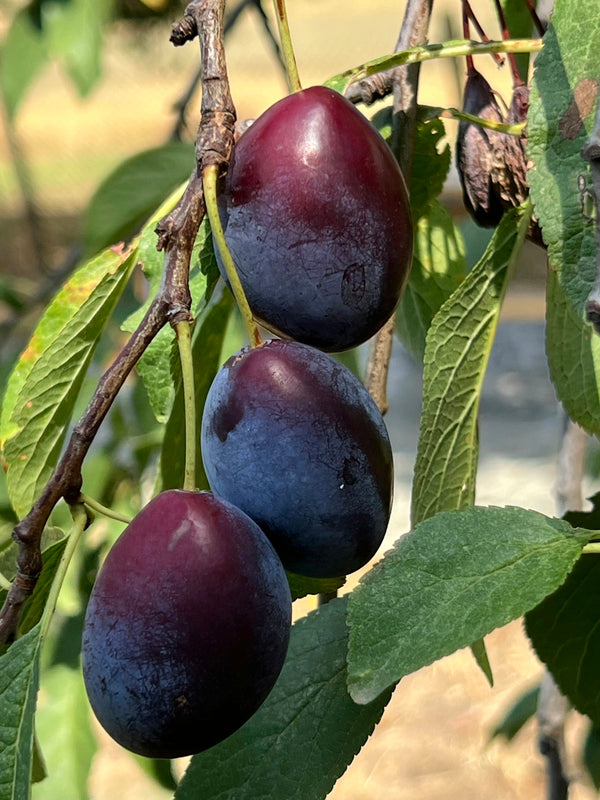 Black Ice Plum (Spring 2027)