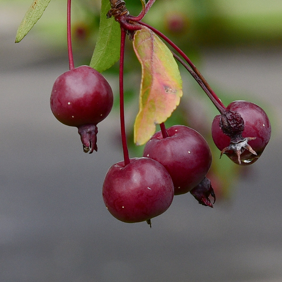 Hyslop Crabapple (Spring 2027)