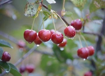 Representative photo of large dark red sour cherries on the branch, not Juliet itself