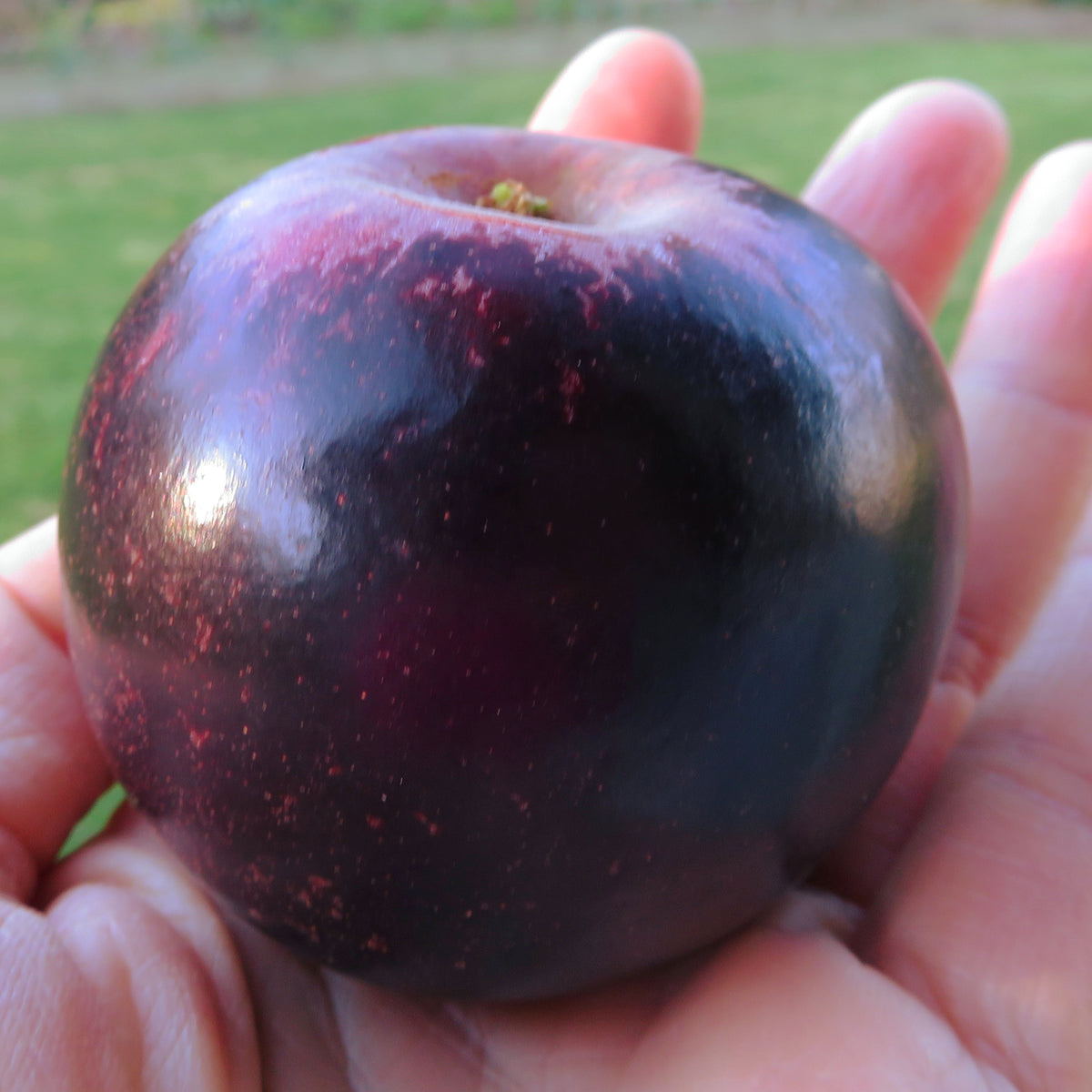 Swiss Limbertwig Apple (Spring 2027)
