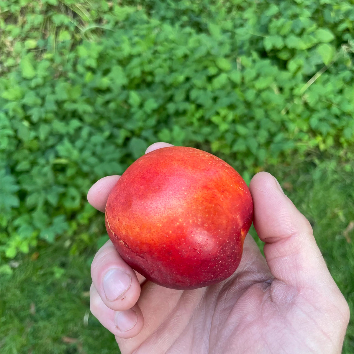 Doug's Big Red Juicy Nectarine (Spring 2027)