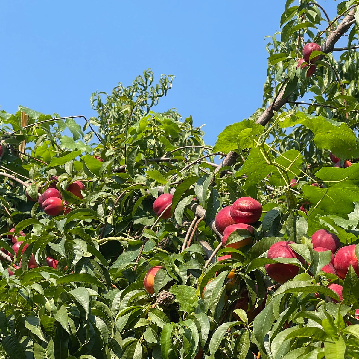 Nectarine Tree