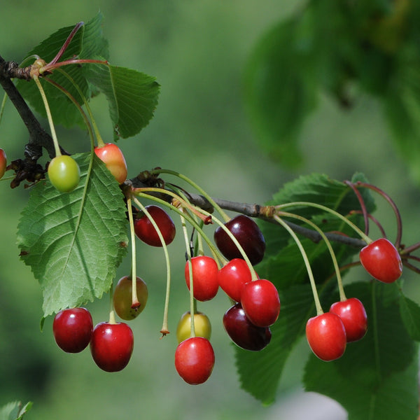 Representative photo of ripe tart cherries on the branch, not FE itself