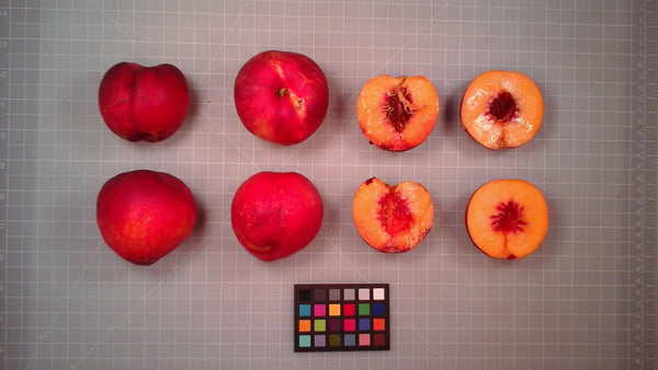 Flavortop Nectarine (Spring 2027)