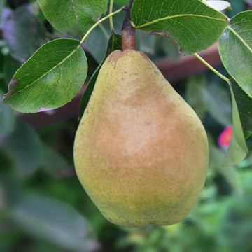 Representative photo of a large Bartlett-shaped pear on the tree, not Frost itself