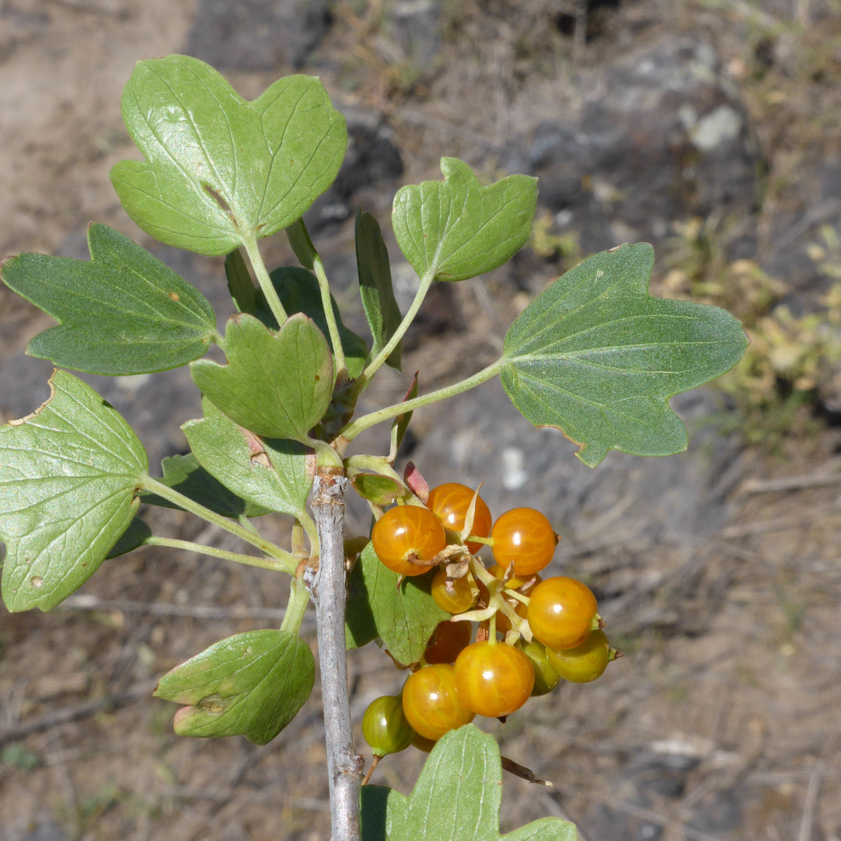 Golden Currant (Bundle of 3) | Spring 2027