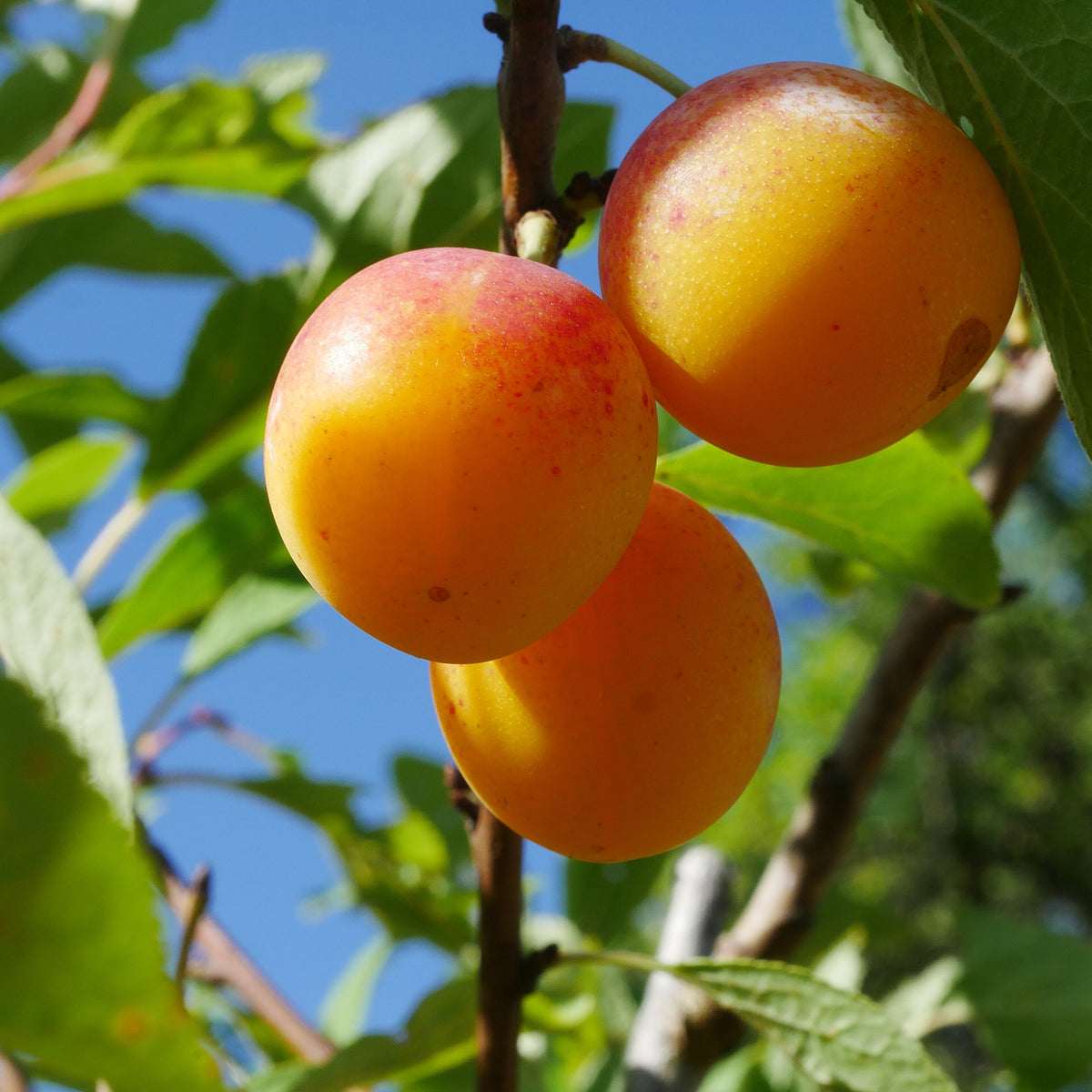 Brookgold Plum (Spring 2027)