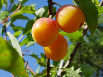 Representative photo of small golden plums with an orange blush on the branch, not Brookgold itself