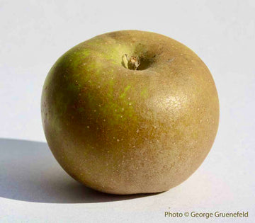 A fully russeted Golden Russet apple