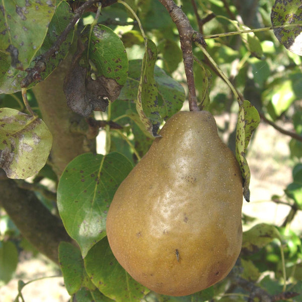 A russeted Golden Russet Bosc pear hanging on the tree