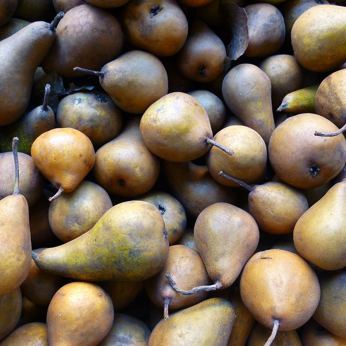 Honeysweet Pear (Spring 2027)