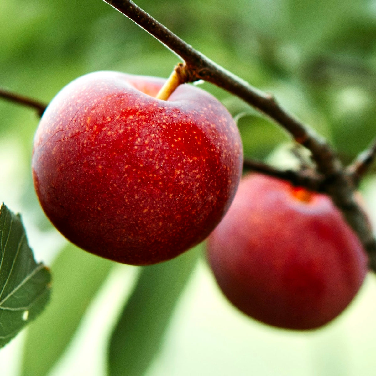 Hanska Plum (Spring 2027)