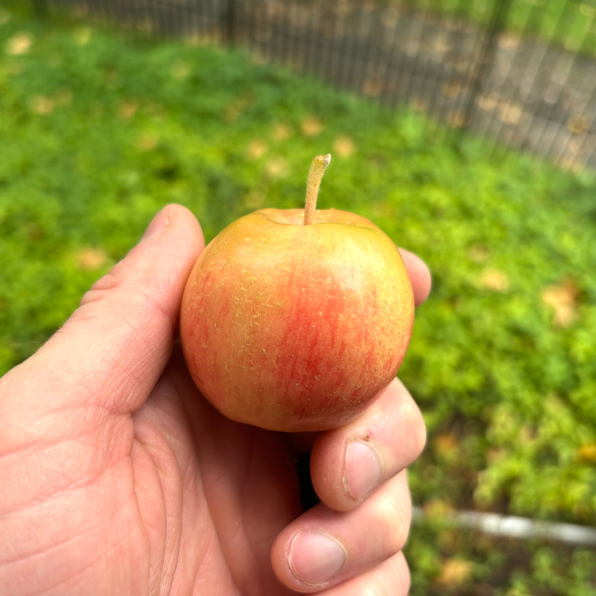 Hewe's Virginia Crabapple (Spring 2027)