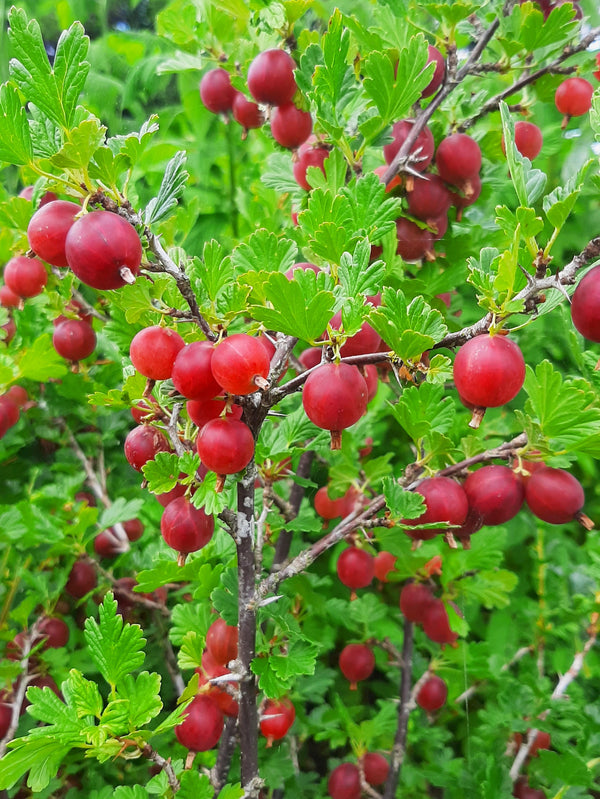 Hinnomaki Red Gooseberry (Bundle of 2) | Spring 2027