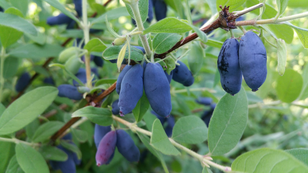 Honeyberry (Bundle of 4) | Spring 2027
