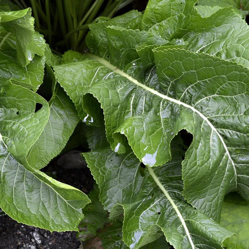 Horseradish