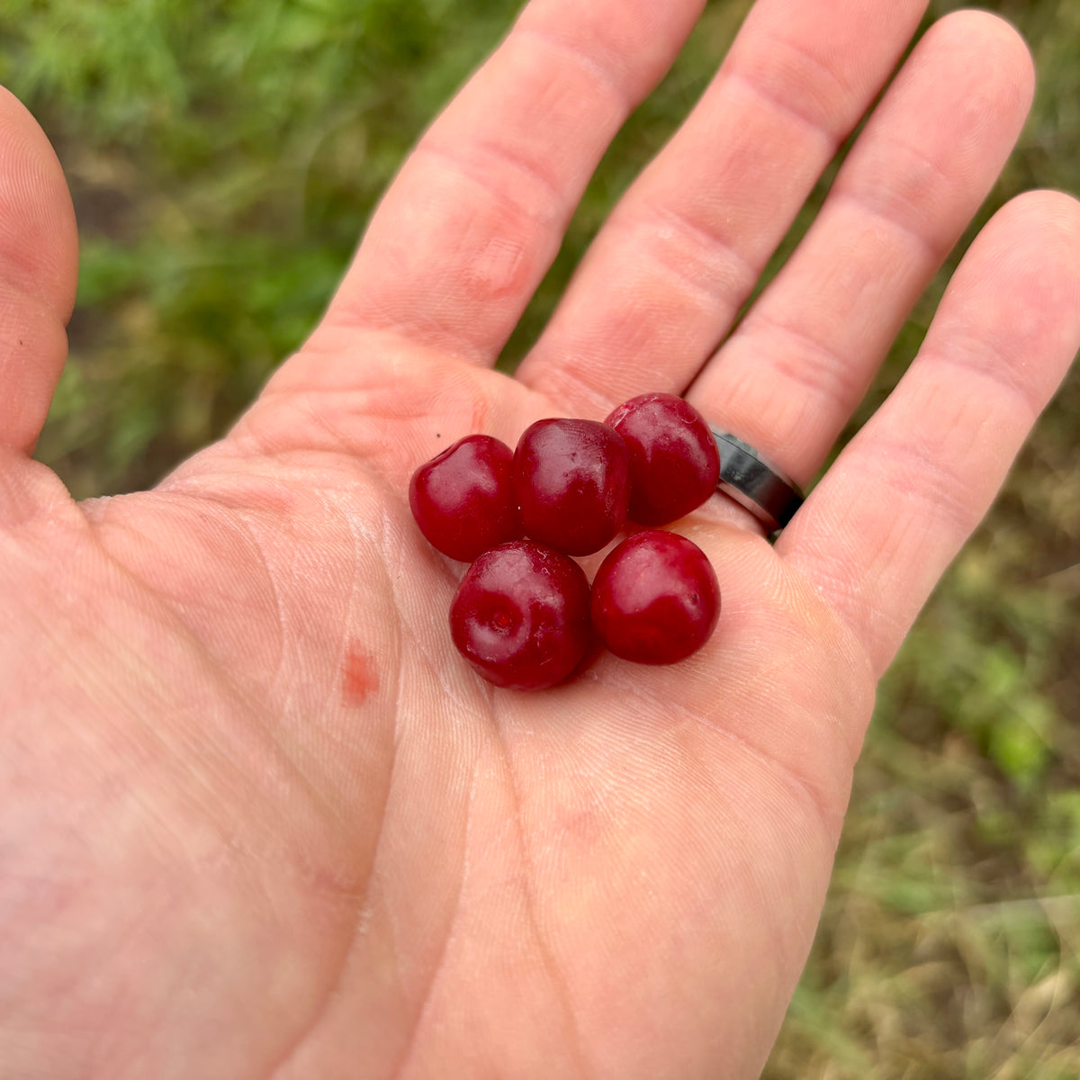 Joel Bush Cherry (Bundle of 2) | Spring 2027