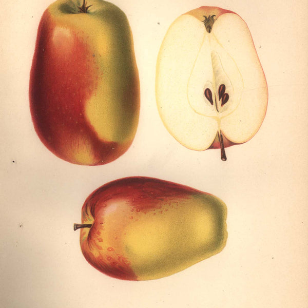 Kandil Sinap apples, whole and cut, in a 1906 Russian fruit atlas illustration