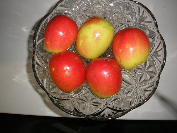 Kandil Sinap Apple (Spring 2027)