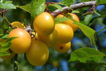 Golden La Crescent plums ripening on the branch