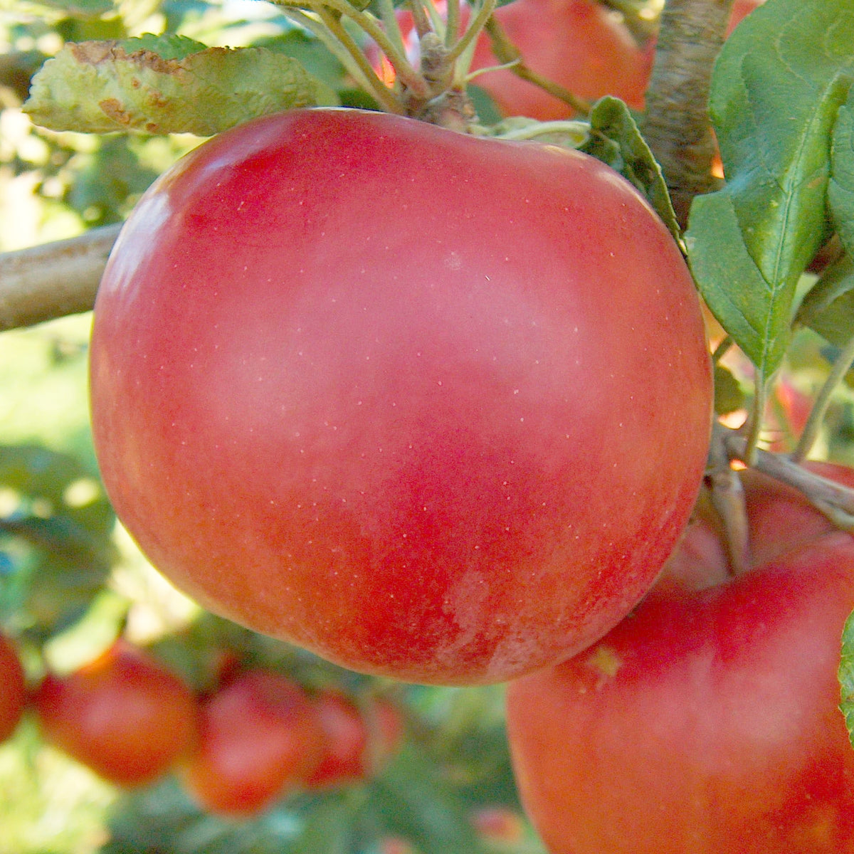Rhuby Apple (Spring 2027)