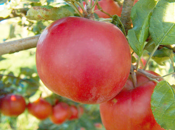 Representative photo of a large red apple on the tree, not Rhuby itself