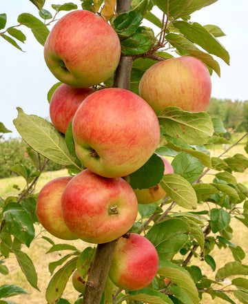Laxton's Favorite apples ripening on the tree