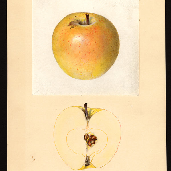 USDA pomological watercolor of the Malinda apple
