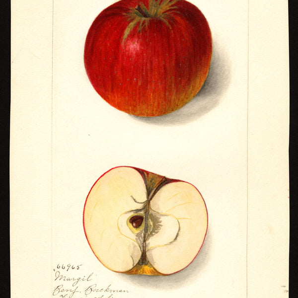 Historic USDA watercolor of the Margil apple, whole and cut
