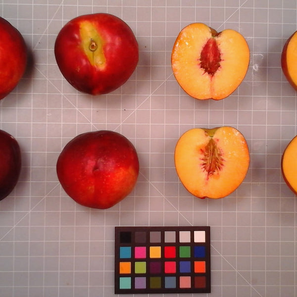Mericrest nectarines shown whole and cut beside a color card