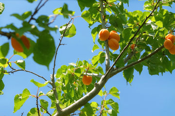 Morden 604 apricot seedling fruit ripening against a blue sky