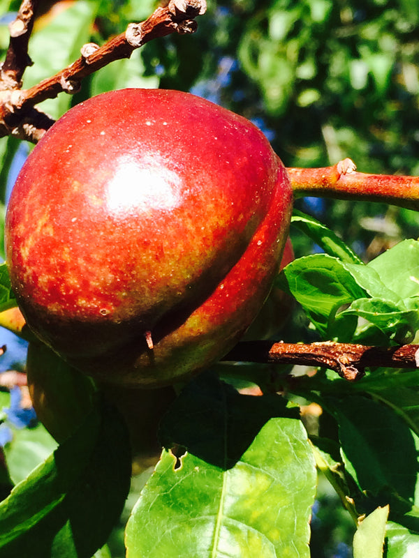 Mericrest Nectarine (Spring 2027)