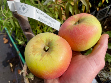 Newtown Pippin apples ready to pick on the branch