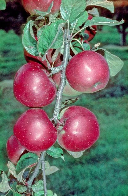 Northern Spy Apple