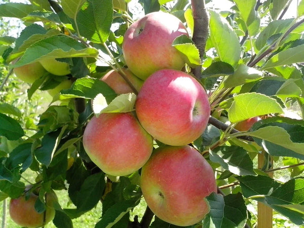 Parkland Apple