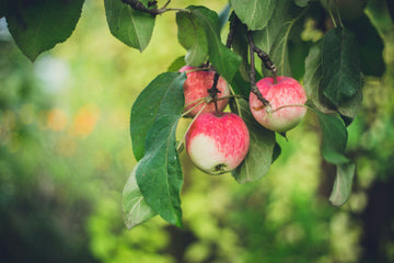 Representative photo of small red-striped apples on the branch, not Norda itself