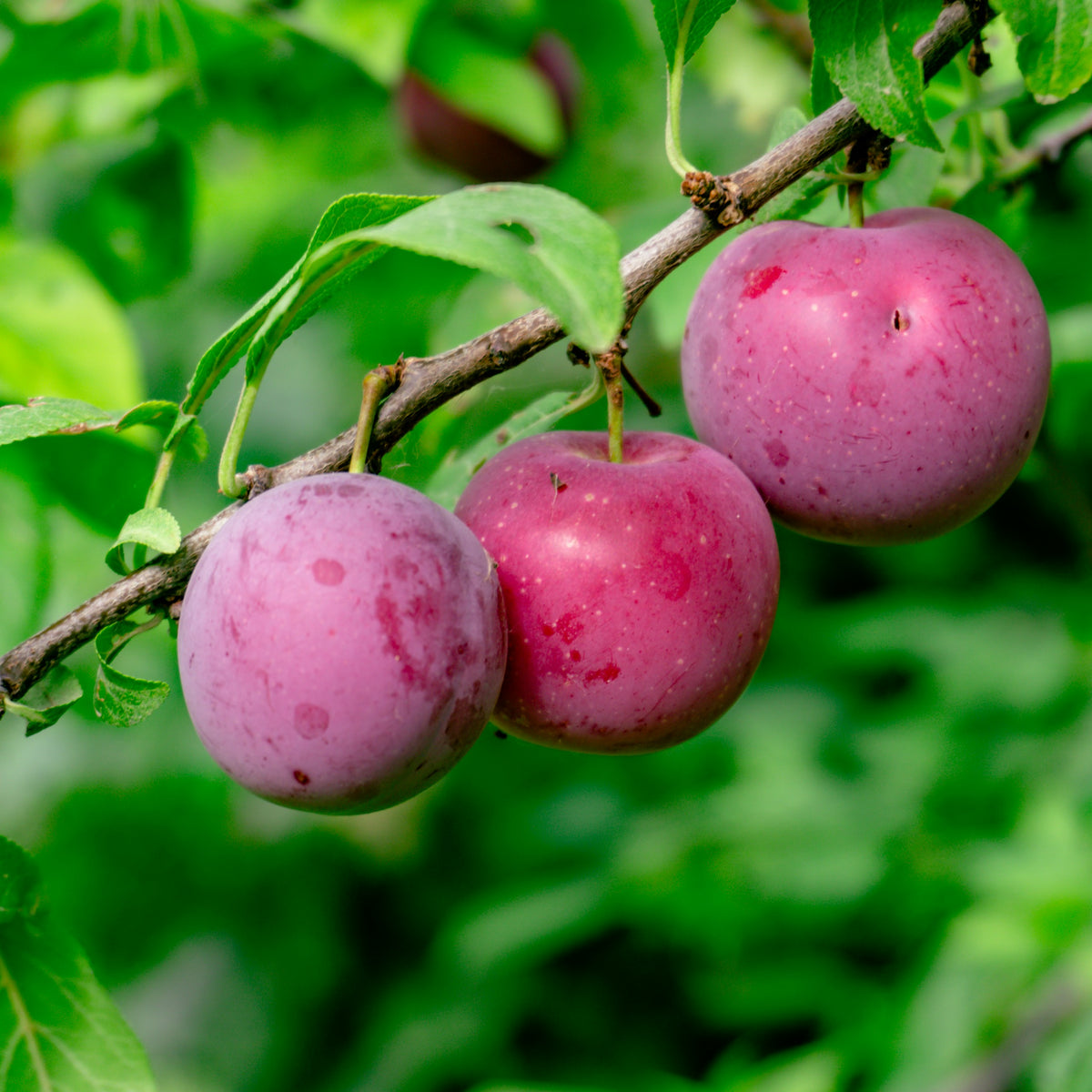 Brookred Plum (Spring 2027)