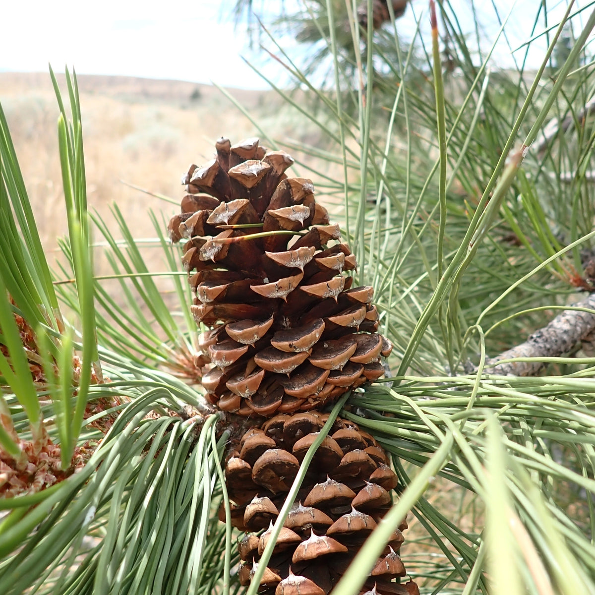 Ponderosa Pine (Bundle of 3) | Spring 2027